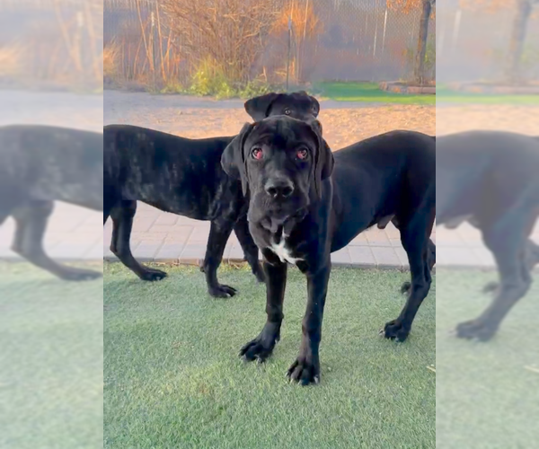 Medium Photo #4 Mutt Puppy For Sale in Goodyear, AZ, USA