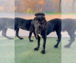 Small Photo #4 Mutt Puppy For Sale in Goodyear, AZ, USA