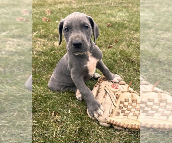 Medium Photo #3 Great Dane Puppy For Sale in MIDDLEBURY, IN, USA