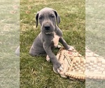 Small #2 Great Dane