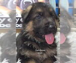 Puppy Puppy 5 German Shepherd Dog