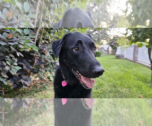 Labrador Retriever Dogs for adoption in Clovis, CA, USA