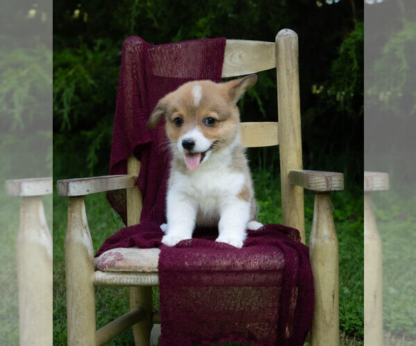 Medium Photo #3 Pembroke Welsh Corgi Puppy For Sale in NEW DOUGLAS, IL, USA