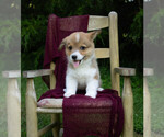 Small Photo #3 Pembroke Welsh Corgi Puppy For Sale in NEW DOUGLAS, IL, USA