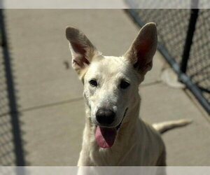 PRINCESS - Female German Shepherd Dog-Unknown Mix Dog for Adoption - Photo #2