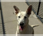 Small Photo #2 German Shepherd Dog-Unknown Mix Puppy For Sale in Tulsa, OK, USA
