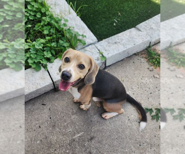 Medium Photo #3 Beagle Puppy For Sale in Perth Amboy, NJ, USA