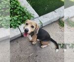 Small #2 Beagle