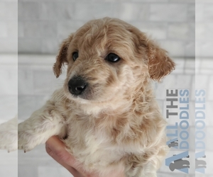 Goldendoodle (Miniature) Puppy for sale in HUNTSVILLE, AL, USA