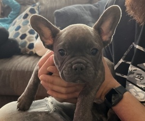 French Bulldog Puppy for sale in GREENFIELD, IN, USA