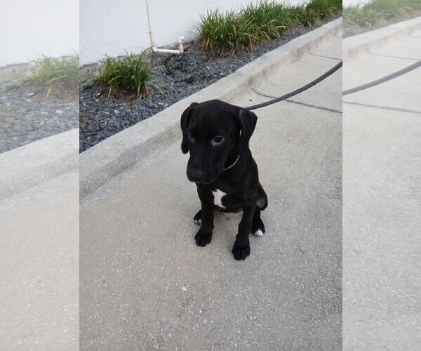 Medium Photo #1 Labrador Retriever-Unknown Mix Puppy For Sale in Sanford, FL, USA