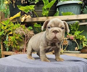 French Bulldog Puppy for sale in SACRAMENTO, CA, USA