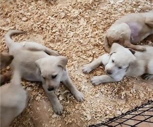 Labrador Retriever Puppy for Sale in DODGEVILLE, Wisconsin USA