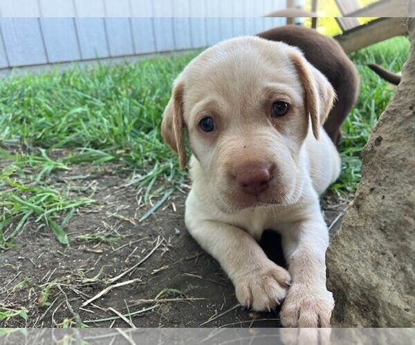 Medium Photo #18 Labrador Retriever Puppy For Sale in SENECA, KS, USA