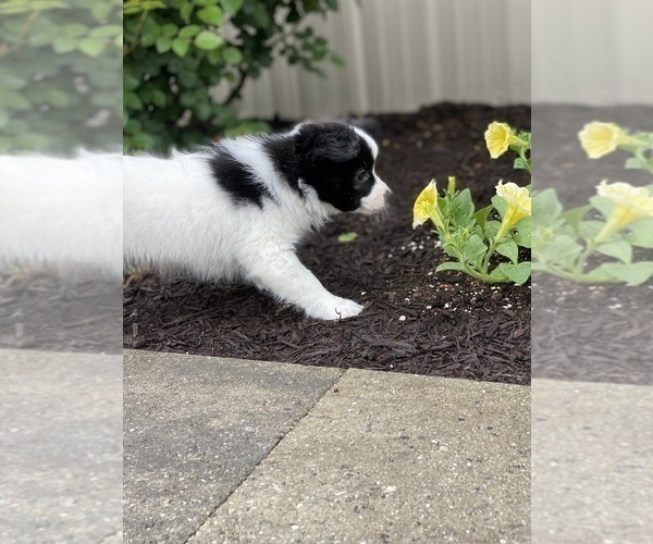 Medium Photo #5 Papillon Puppy For Sale in CANOGA, NY, USA