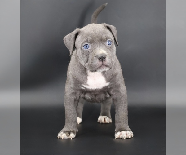 Medium Photo #1 American Bully Puppy For Sale in CHAMPAIGN, IL, USA