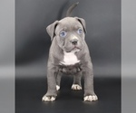 Image preview for Ad Listing. Nickname: Duchess