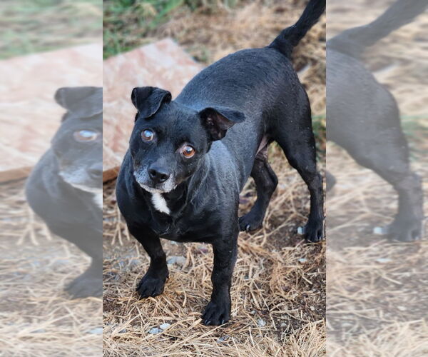 Medium Photo #2 Mutt Puppy For Sale in Walnutport, PA, USA