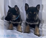 Small Photo #3 German Shepherd Dog Puppy For Sale in KINGWOOD, TX, USA