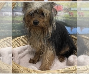 Father of the Poodle (Toy)-Yorkshire Terrier Mix puppies born on 04/28/2025