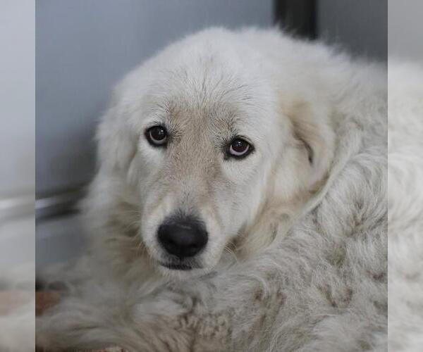 Medium Photo #1 Great Pyrenees Puppy For Sale in San Antonio, TX, USA