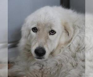 Great Pyrenees Dogs for adoption in San Antonio, TX, USA