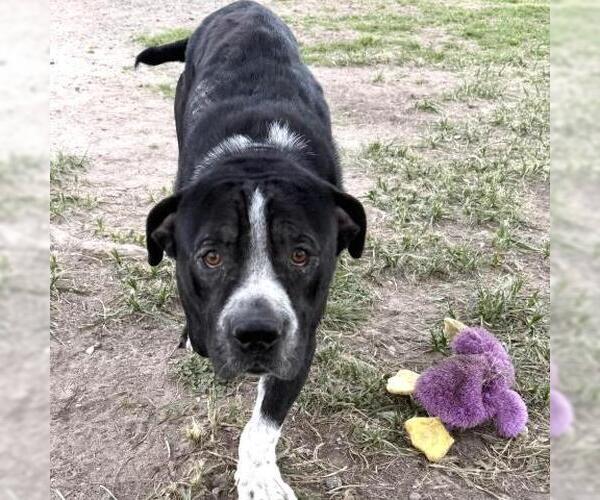 Medium Photo #1 Mutt Puppy For Sale in Conroe, TX, USA