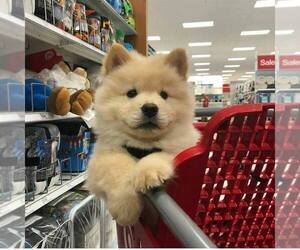 Chow Chow Puppy for sale in SANTA ANA, CA, USA