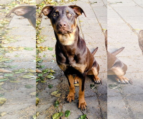 Medium Photo #1 Doberman Pinscher-Unknown Mix Puppy For Sale in Cottage Grove, MN, USA