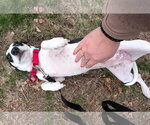 Small #7 Dachshund Mix