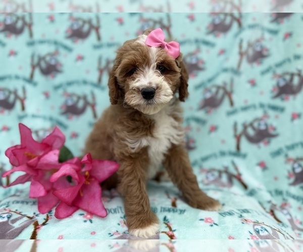 Medium Photo #8 Cock-A-Poo Puppy For Sale in LAKELAND, FL, USA