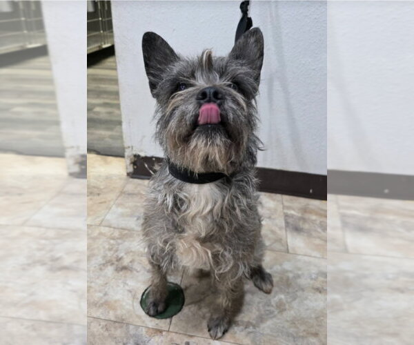 Medium Photo #2 Cairn Terrier-Unknown Mix Puppy For Sale in Lakewood, CO, USA