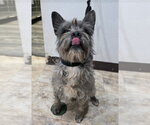 Small #1 Cairn Terrier Mix