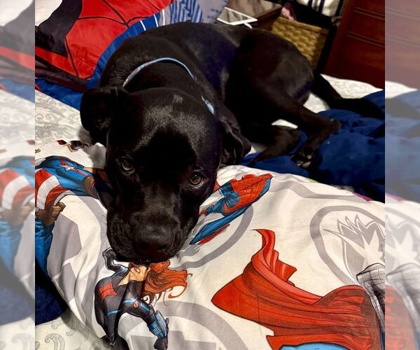 Medium Photo #6 Boxer Puppy For Sale in San Juan Capistrano, CA, USA