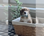 Small Photo #7 Aussiedoodle Miniature  Puppy For Sale in CENTRALIA, IL, USA