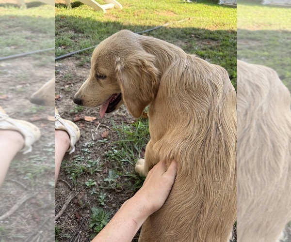 Medium Photo #10 Flat Coated Retriever-Golden Retriever Mix Puppy For Sale in SOMERVILLE, AL, USA