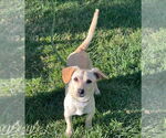 Small #7 Chiweenie