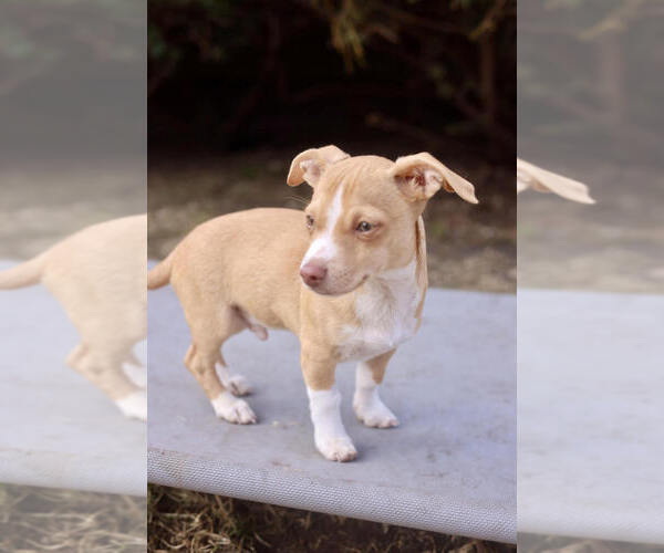 Medium Photo #2 Chihuahua-Unknown Mix Puppy For Sale in Andover, MN, USA