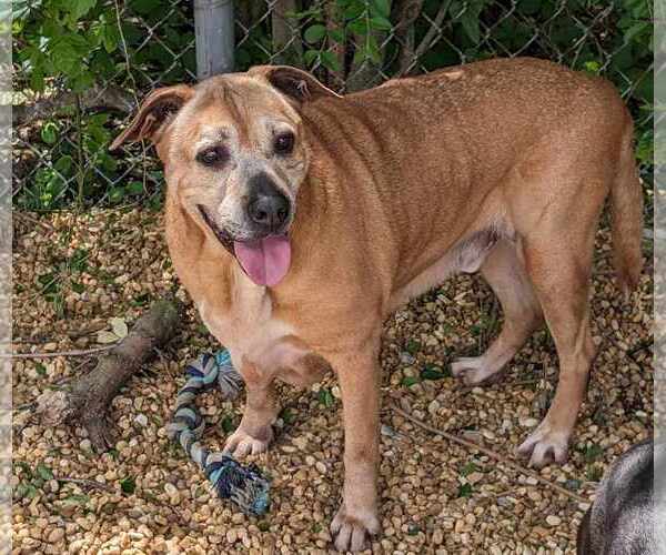 Medium Photo #3 Black Mouth Cur-Labrador Retriever Mix Puppy For Sale in Anniston, AL, USA