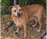 Small #2 Black Mouth Cur-Labrador Retriever Mix