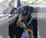 Small #2 Miniature Pinscher