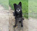Small #5 Chow Chow Mix