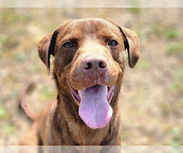 Medium Photo #1 Chesapeake Bay Retriever-Chocolate Labrador retriever Mix Puppy For Sale in Anniston, AL, USA