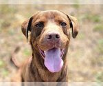 Small Chesapeake Bay Retriever-Chocolate Labrador retriever Mix
