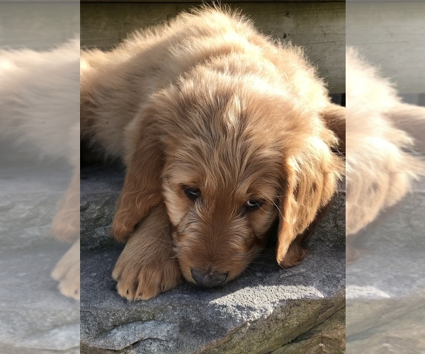 Medium Photo #4 Goldendoodle Puppy For Sale in HARRISONBURG, VA, USA