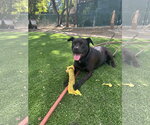 Small Photo #11 Labrador Retriever-Unknown Mix Puppy For Sale in Woodland Hills, CA, USA