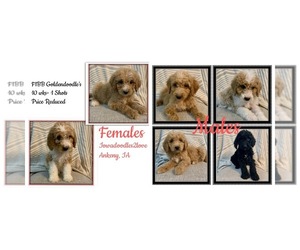 Goldendoodle (Miniature) Puppy for sale in ANKENY, IA, USA