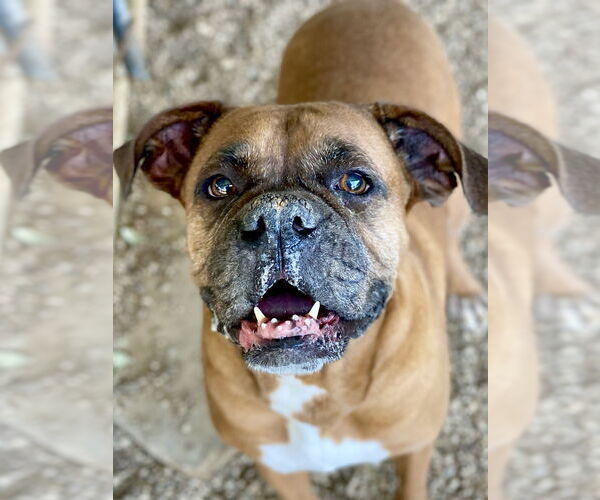 Medium Photo #2 Boxer Puppy For Sale in Austin, TX, USA