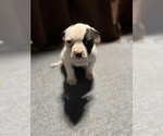 Puppy Mercedes American Bulldog