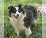Small Australian Shepherd